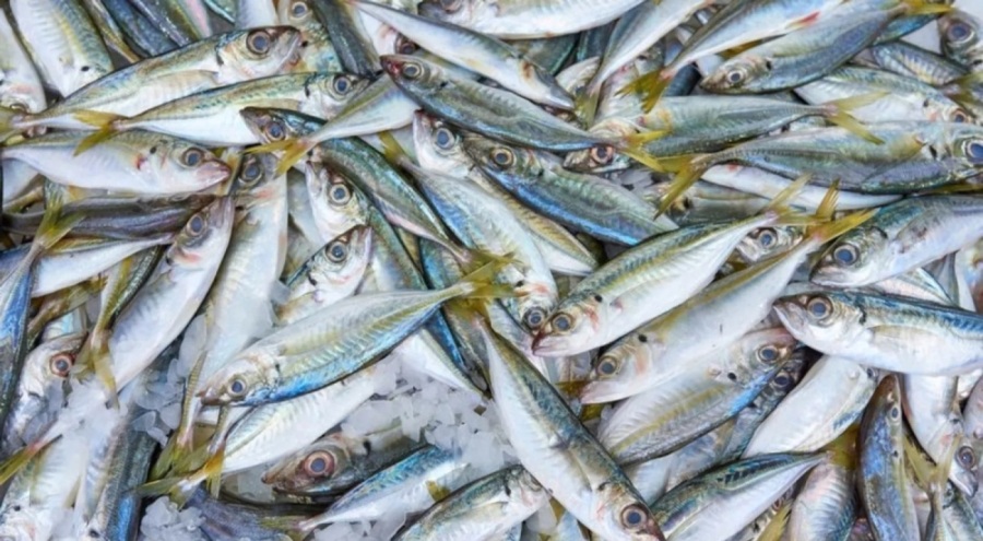 Her 10 balıktan 4'ünde mikroplastik bulundu