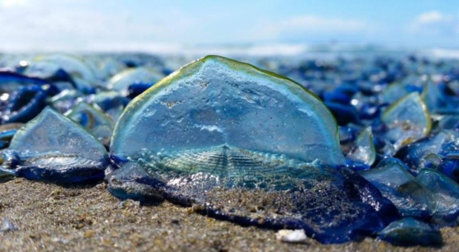 ABD kıyılarını yüzlerce tuhaf mavi canlı kapladı