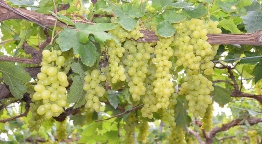 Üzüm hasadı başladı! Kilosu 500 lira