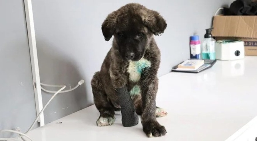 Yavru köpeğe işkence