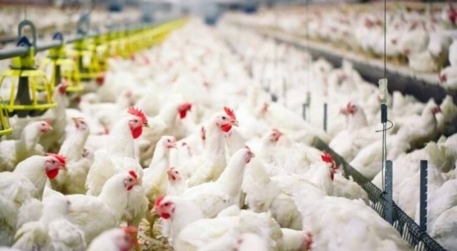 Kümes hayvancılığı üretimi, şubatta düştü