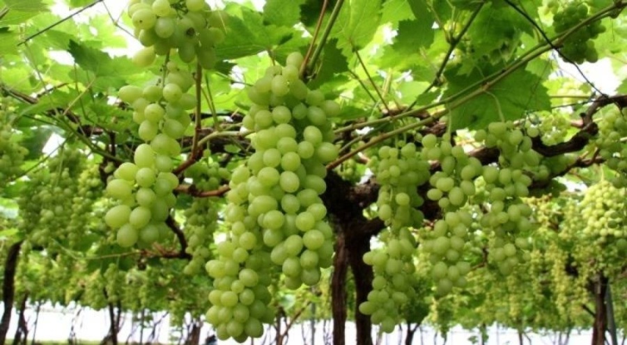 Üzümde ilk hasat başladı