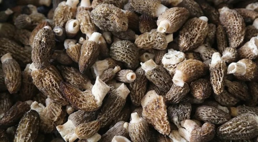 Ormanlık alanlarda yetişen kuzugöbeğinin kilosu 700 oldu