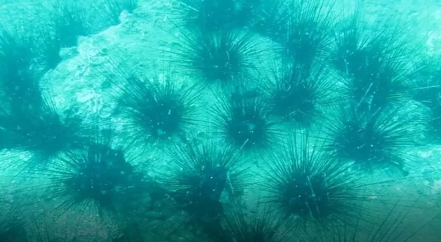 Zehirli deniz kestanesi popülasyonunda toplu ölüm