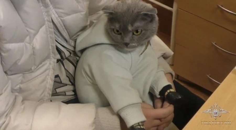 Kedinin kıyafetinden büyük miktarda uyuşturucu çıktı