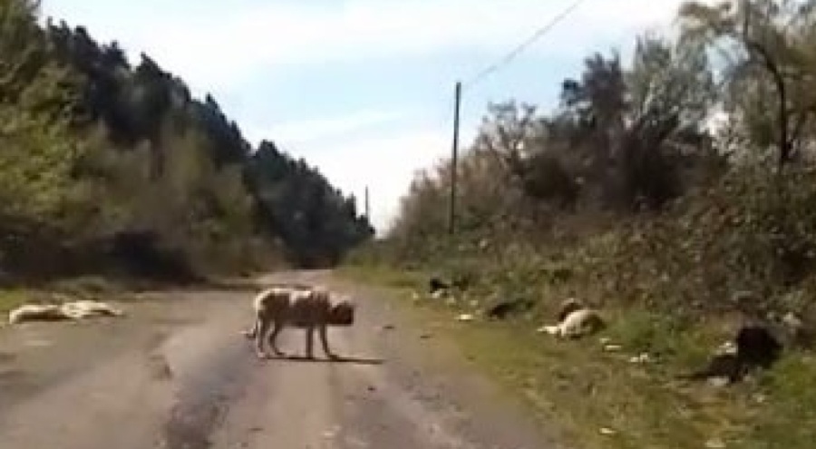 Zonguldak'ta 40 civarında köpek  ölüme terk edilmiş