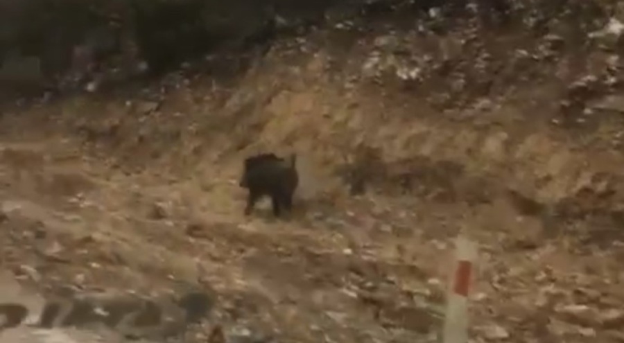 Bursa'da kar yağışının ardından domuzlar aç kalınca şehir merkezine indi