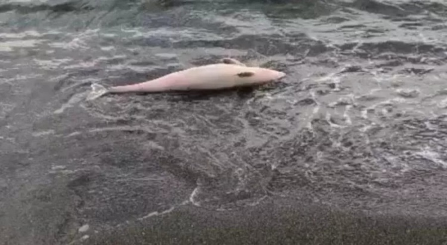 Akçakoca'da ölü yunus karaya vurdu