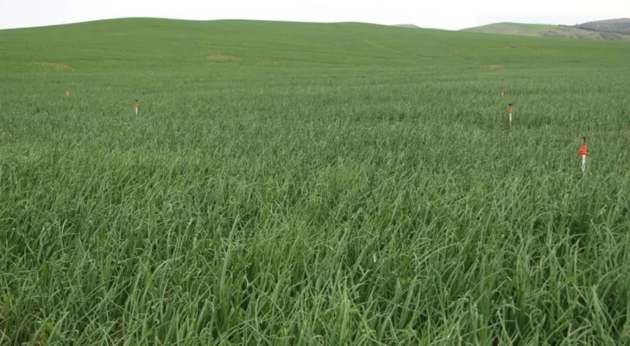 Soğan ekimi 3 kat arttı! Bayramdan sonra fiyatı 10 liraya düşecek