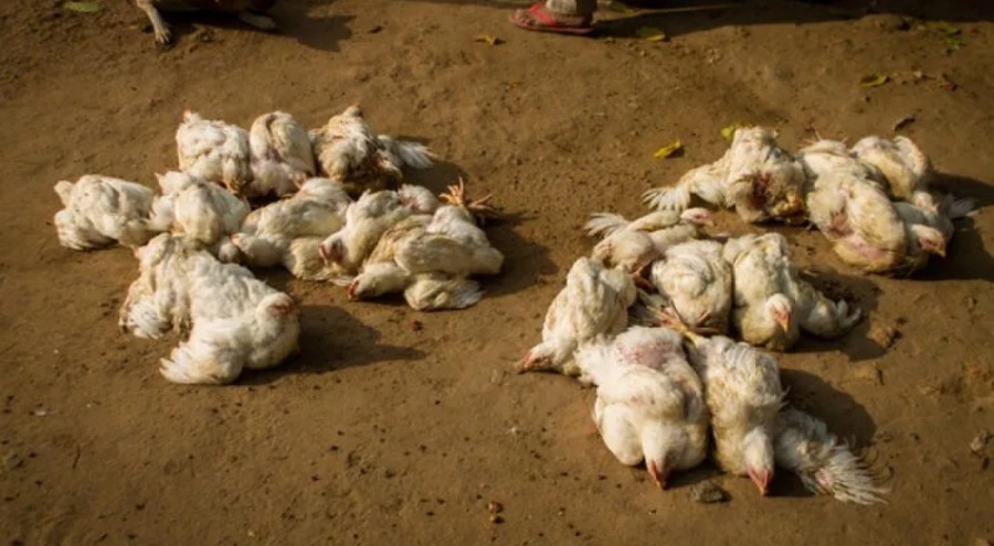 Kuş gribi mutasyon geçirdi