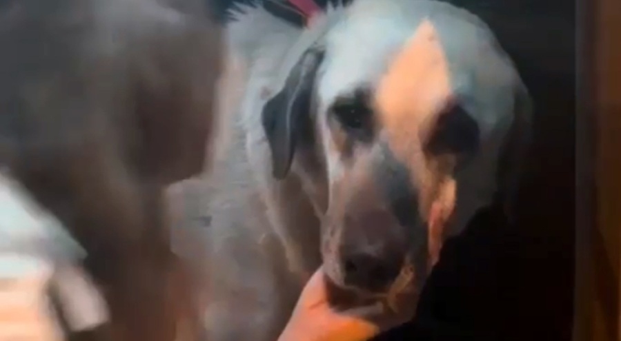 Servis şoförünün cinsel saldırıyla suçlandığı 'Cesur' köpek sokakta bulundu