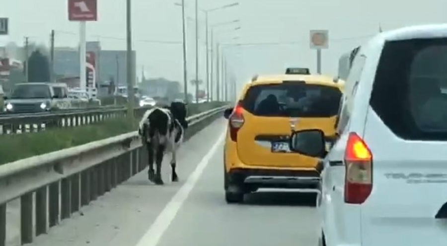 Yalova - Bursa kara yoluna aniden çıktı! Sürücüler şoke oldu