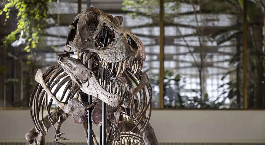 T-Rex iskeleti  açık artırmayla  satıldı