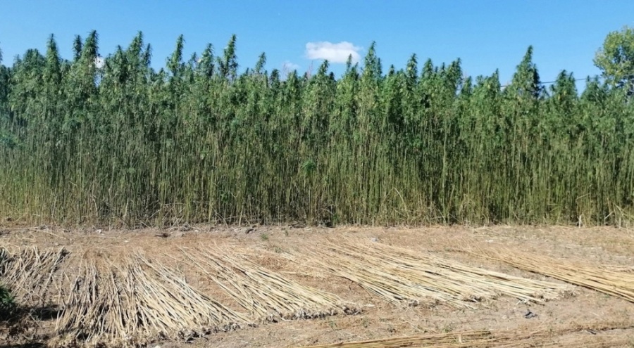 Ondokuz Mayıs Üniversitesi kenevirde Samsun'un Türkiye markası olmasını hedefliyor