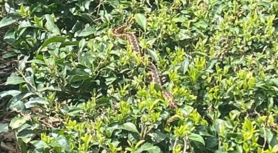 Dünyanın en zehirlileri yılanlarından biri Artvin'de ilk kez bu kadar yakından görüntülendi