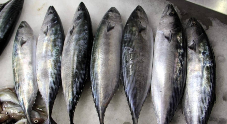 Palamut bu senenin balık şampiyonu oldu