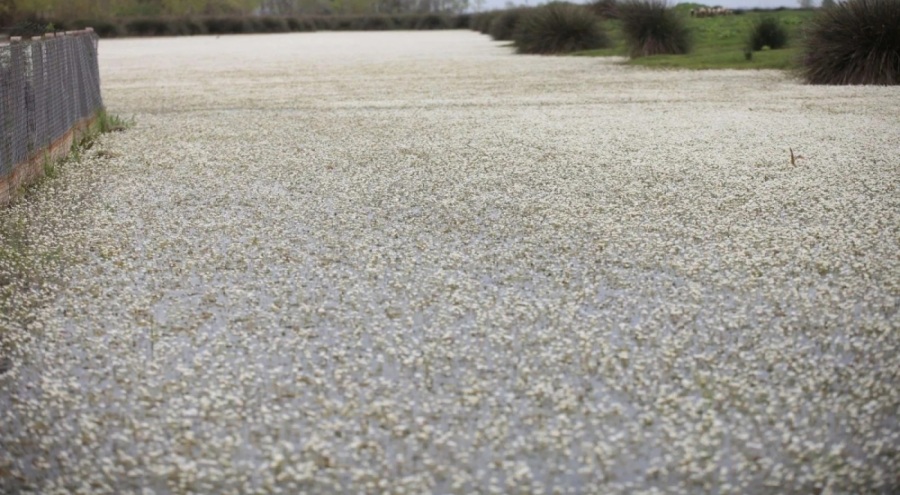 Kızılırmak'ta 'zehirli' güzellik! Gören hayran kalıyor