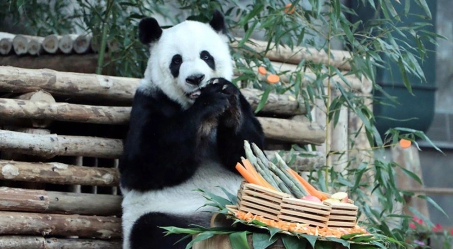 Çin'in Tayland'a ödünç verdiği dev panda Lin Hui 22 yaşında öldü