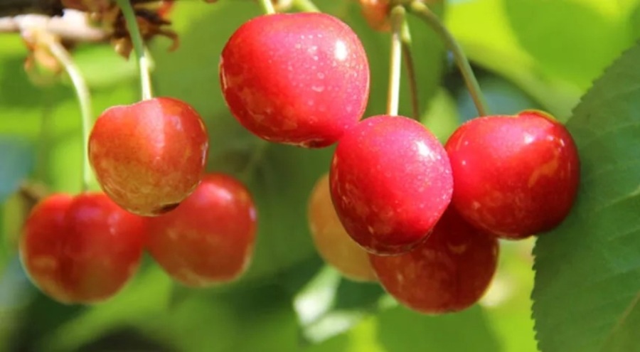 Sezonun ilk kirazı 800 TL liradan satıldı