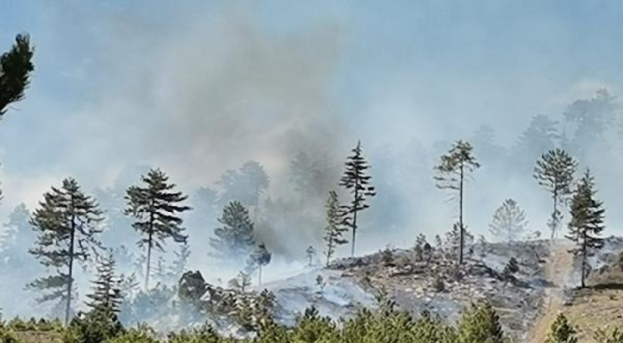 Konya'da orman yangını!