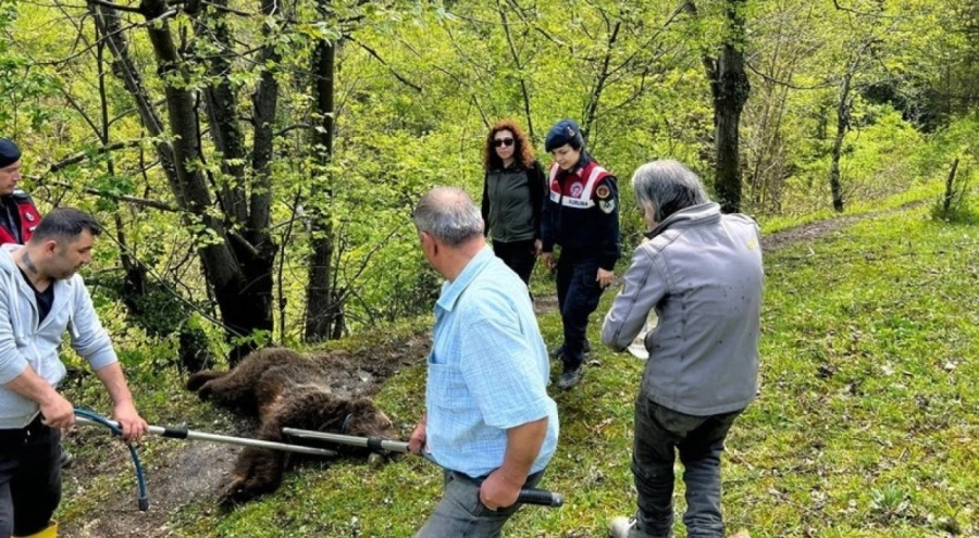 Zonguldak'ta yaralı halde ayı bulundu