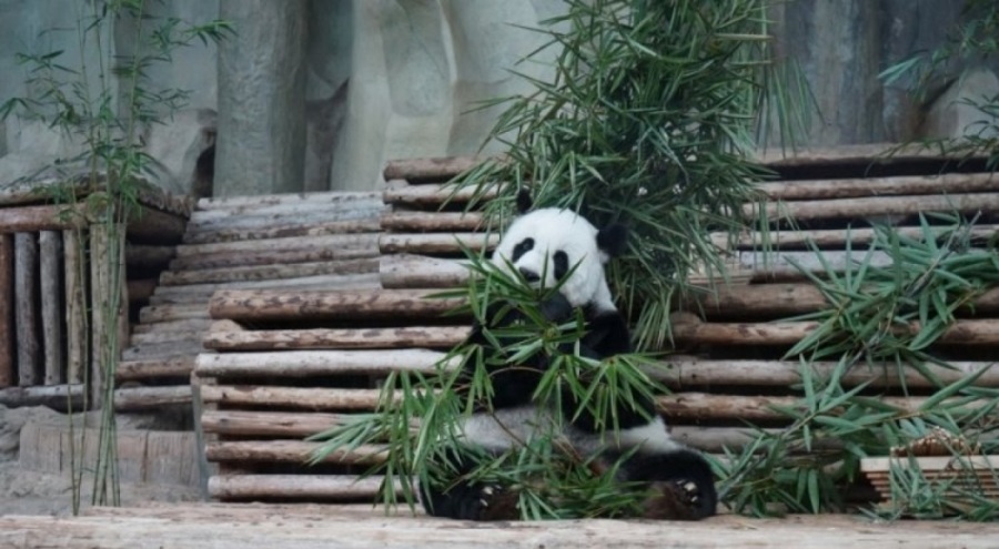 21 yaşındaki panda Lin Hui  hayatını kaybetti