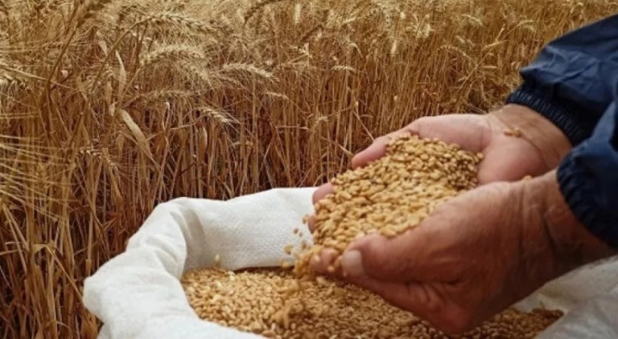 Bulgaristan, Ukrayna'dan tahıl ithalatını yasakladı