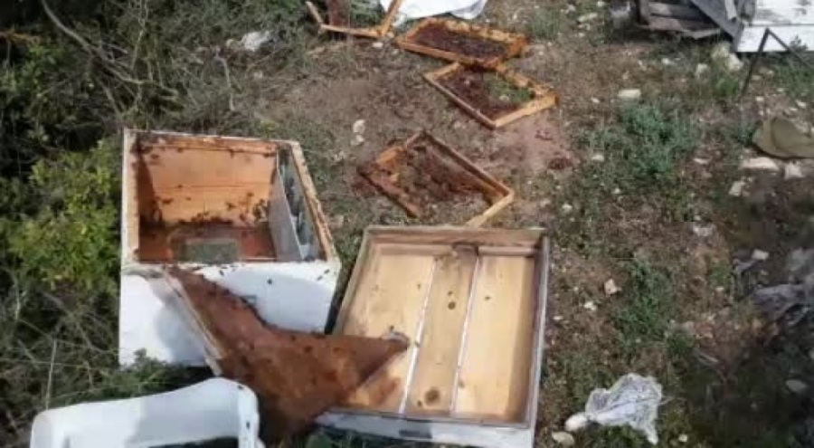 Bursa'da aç kalan ayı arı kovanlarına saldırdı