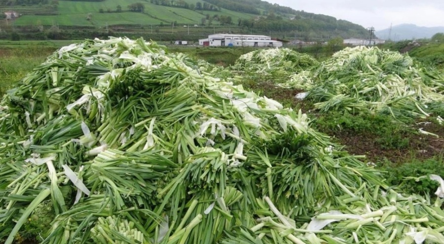 Üreticinin elinde kalan tonlarca pırasa, boş bir alana atıldı
