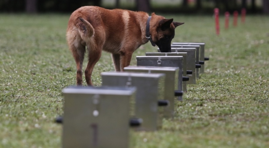 Bomba uzmanı köpeklerin Bursa'da nefes kesen eğitimi