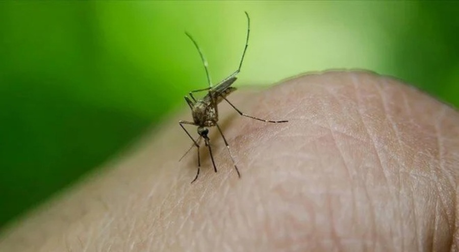 Dang humması 40 can aldı