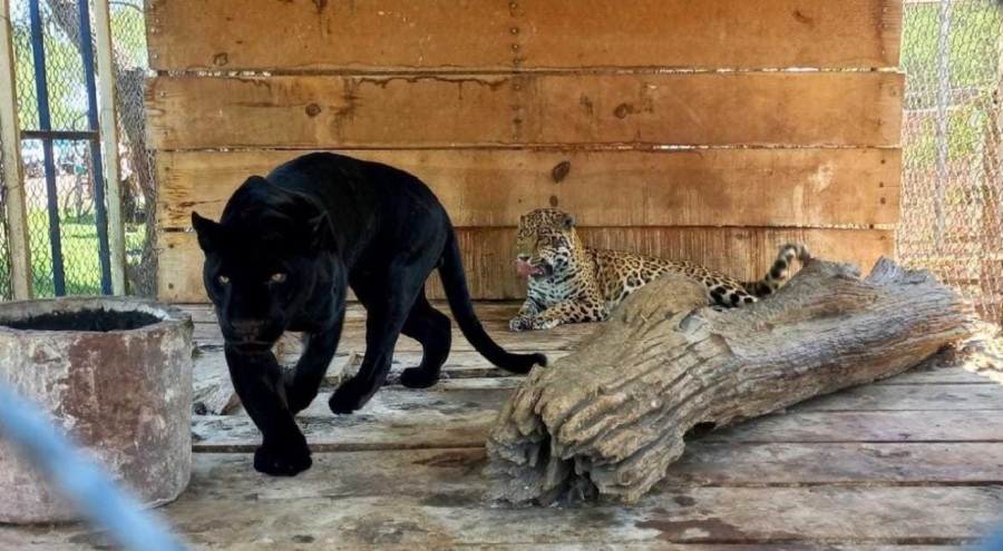 56 vahşi hayvan ele geçirildi