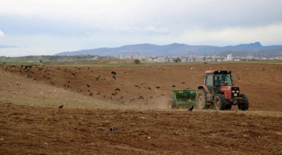 Sivas'ta dikkat çeken manzara! Çiftçilerle birlikte onlar da tarlaya akın etti