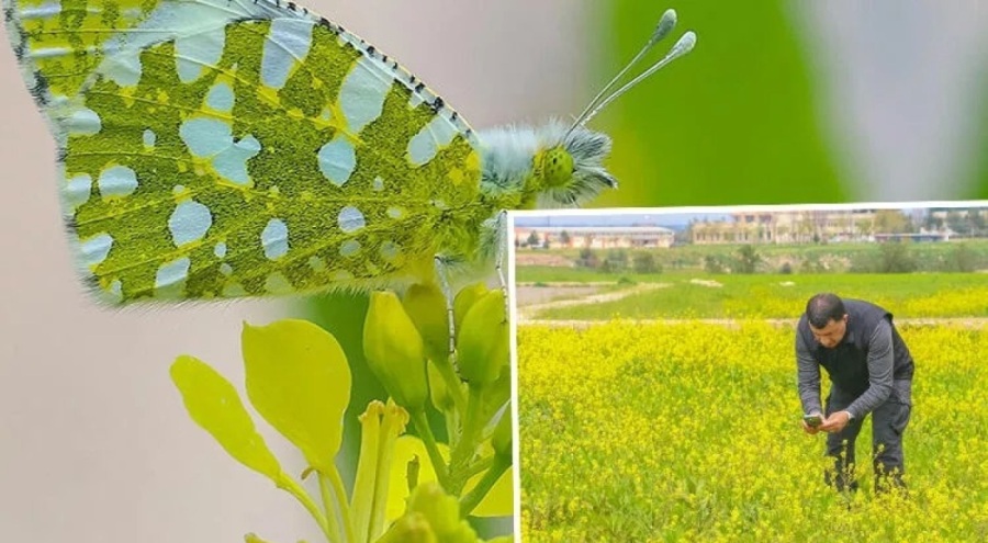 Diyarbakır'da kelebekler göçe başladı