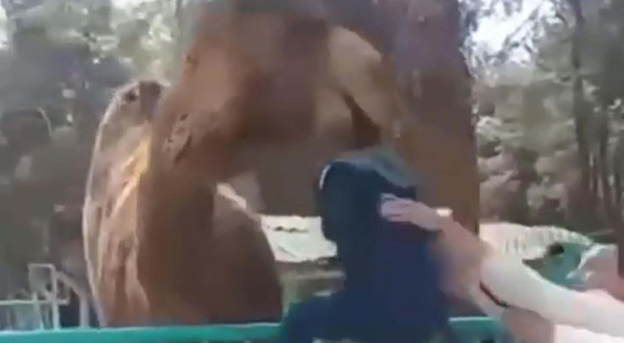 Devenin çocuğu ısırdığı anlar kamerada