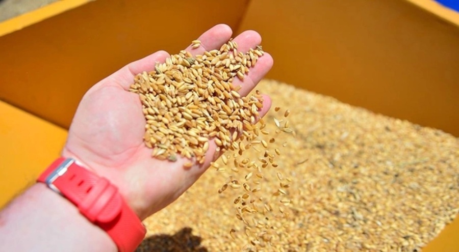 Buğdayda gümrük vergisi tekrar yüzde 130'a yükseliyor