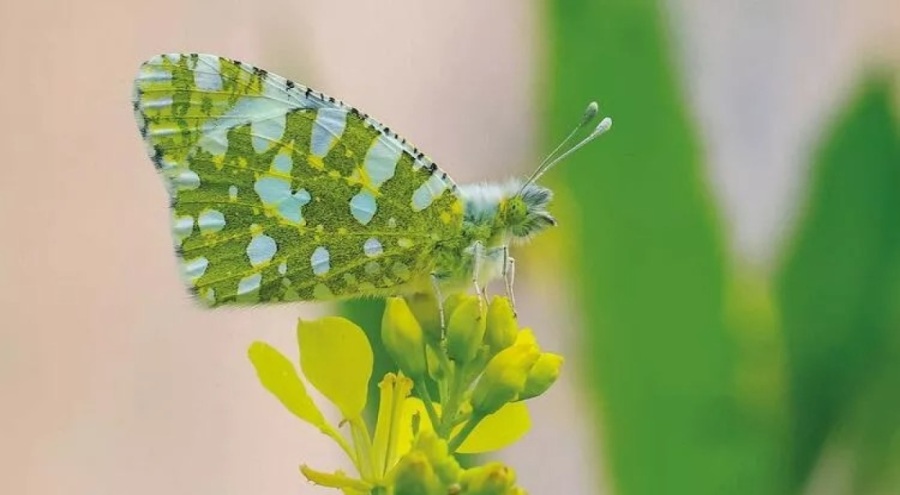 Kelebek göçü başladı
