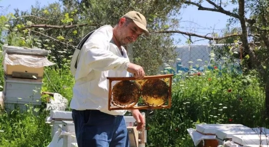 Adana'da bal üretiminde rekor bekleniyor