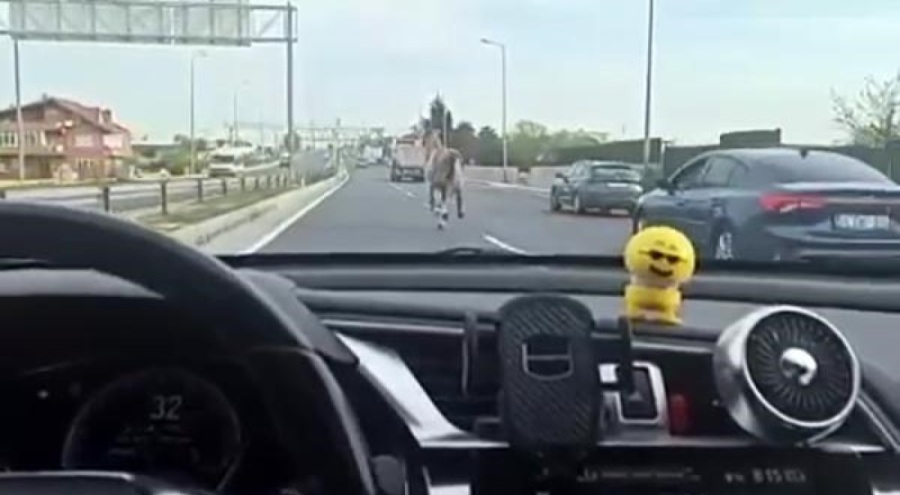 Trafikte şoke eden anlar! Başı boş at zor anlar yaşattı