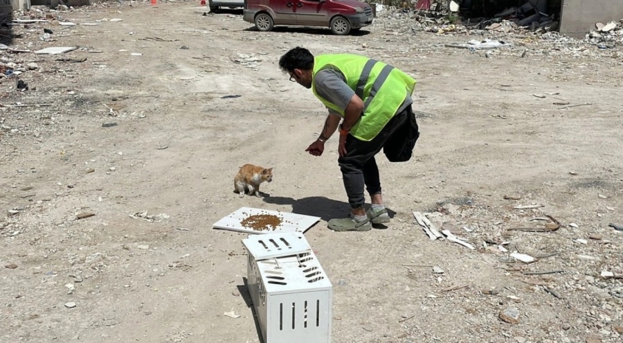 Hatay'da kedi depremden 76 gün sonra canlı bulundu!