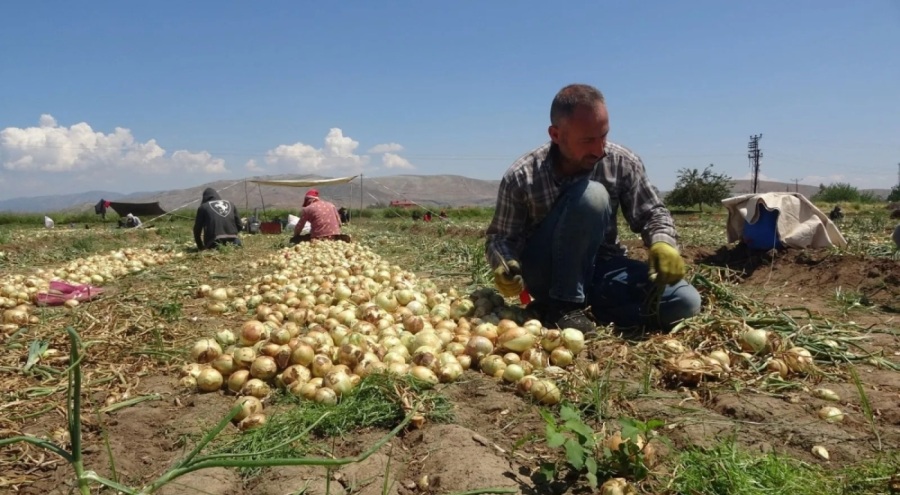 Tarlada soğanın fiyatı düşüyor