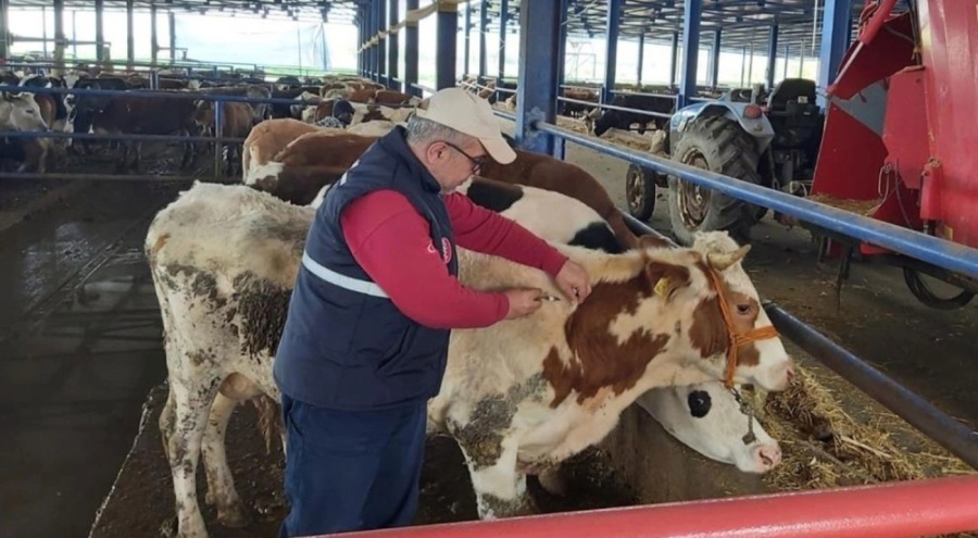 Manisa'da "Şap" kararı: Kısıtlama yarın sona eriyor