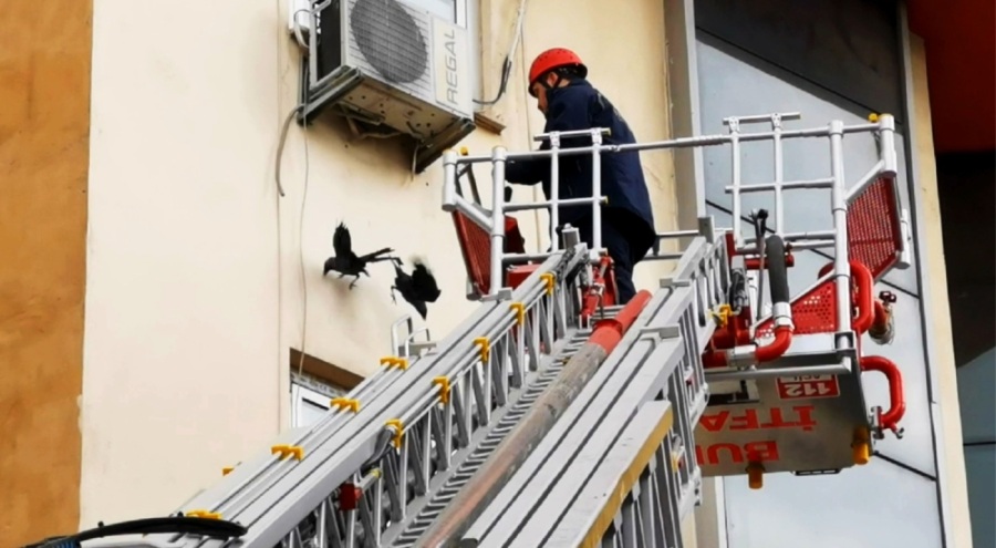 Bursa'da ayaklarına ip dolanan kargaları itfaiye kurtardı