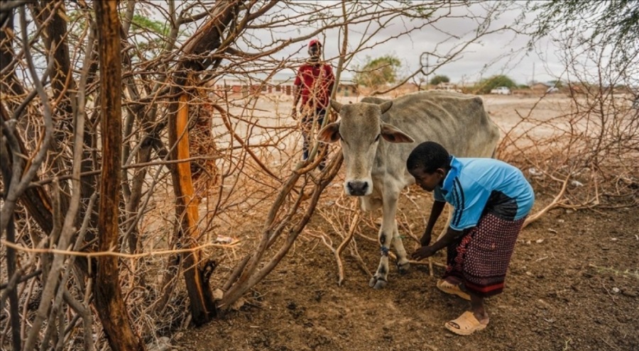 Kuraklık, yaklaşık 4,35 milyon kişiyi insani yardıma muhtaç etti