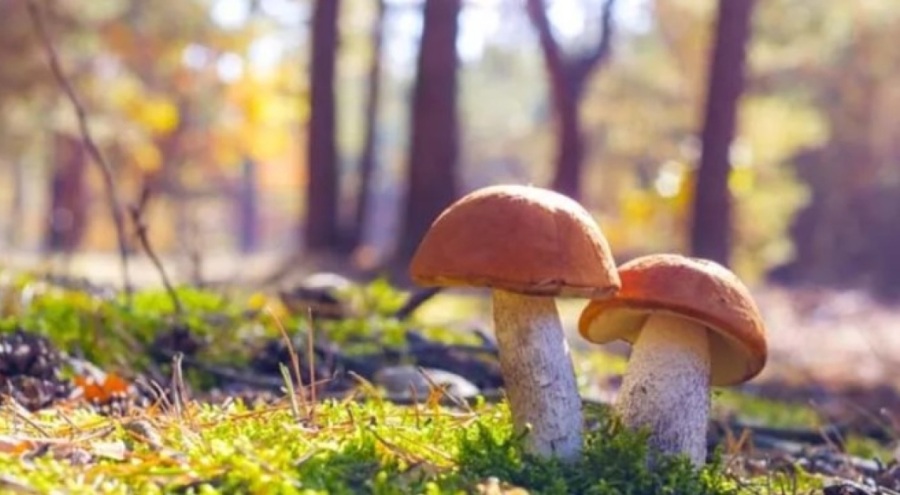 Mantar zehirlenmelerine dikkat!