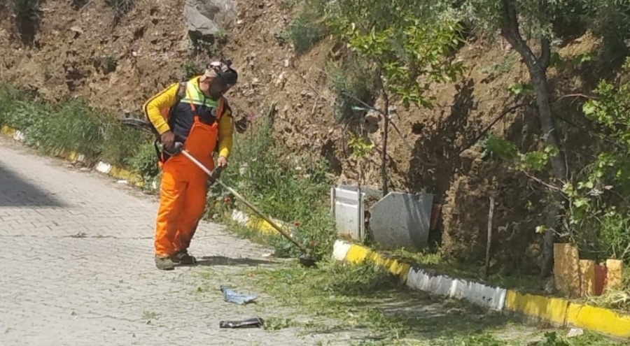 Bursa Gemlik'te yabani otlara karşı mücadele