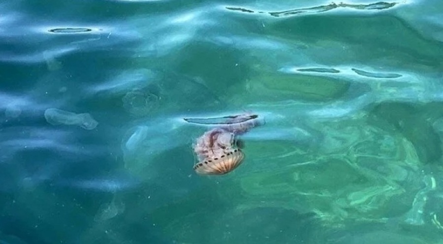 Çanakkale Boğazı'nda zehirli pusula denizanası paniği