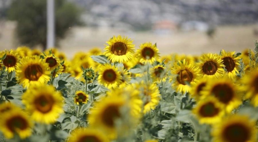 Çiftçilere destek ödemeleri yatırılmaya başlandı