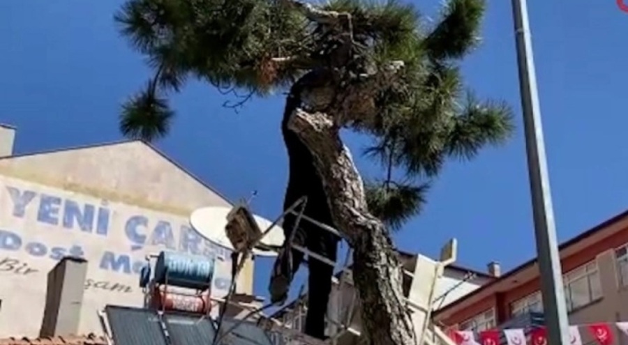 Ağaçta mahsur kalan kedi kurtarıldı