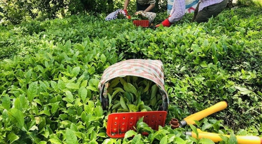 Yaş çay alım fiyatı belli oldu!